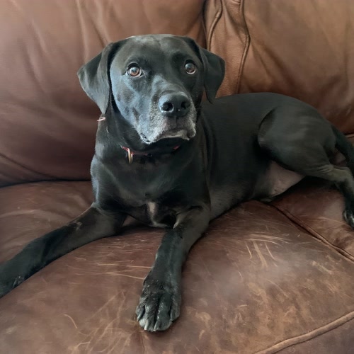 Archie, a black Labrador mix on a leather sofa