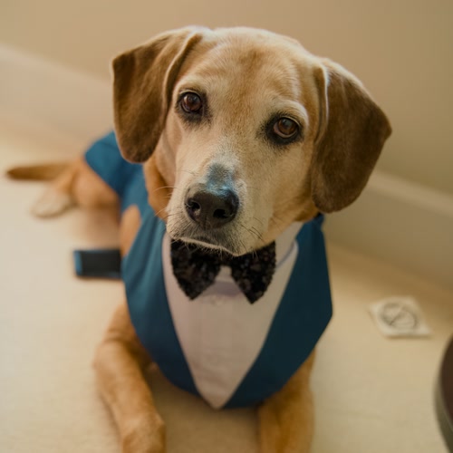 Finny, a tan hound in a blue vest and bow tie